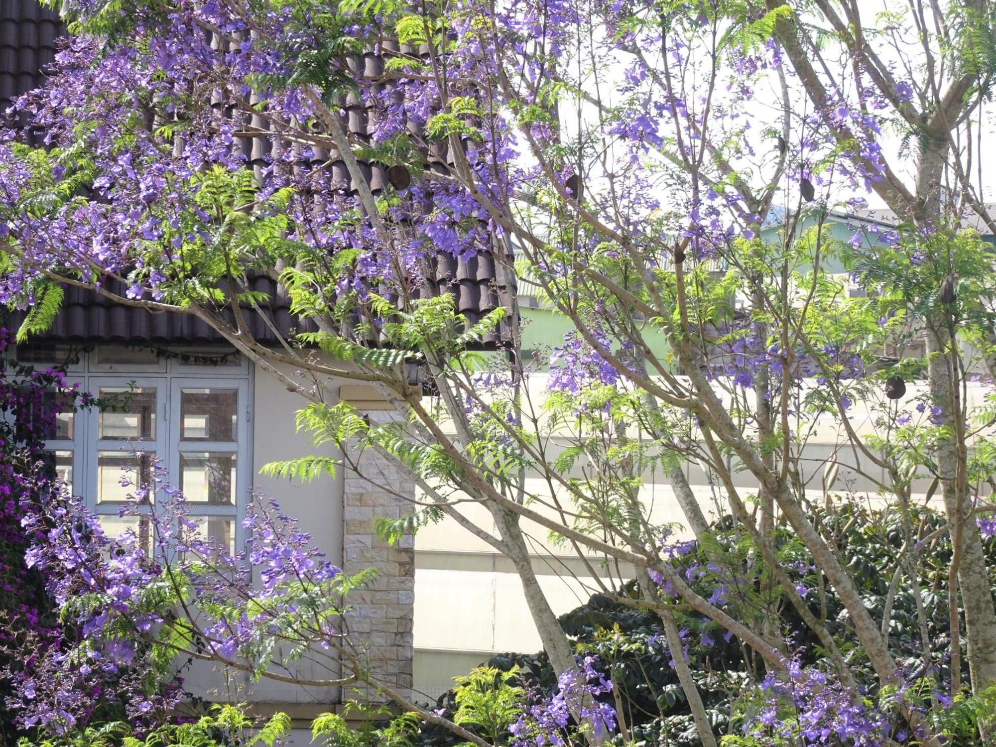 MENTO Villa Đà Lạt Ngoại thất bức ảnh